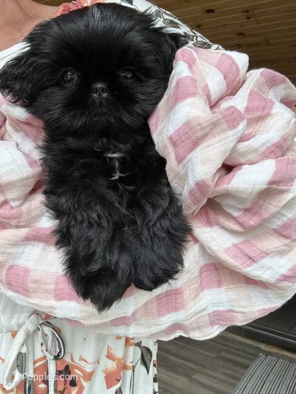 Imperial Diva – Shih Tzu puppy for sale in Evansville, IN