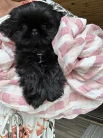 Imperial Diva, a female Shih Tzu for sale in Evansville, IN – 3 of 8