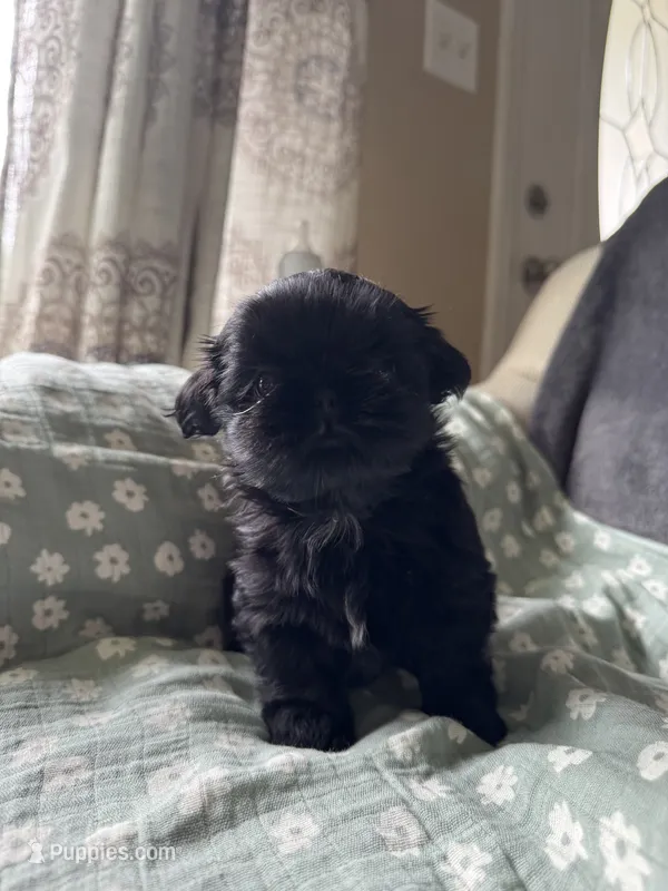 Teacup Diva – Shih Tzu puppy for sale in Evansville, IN