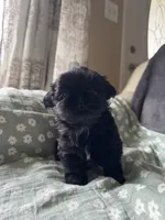 Teacup Diva, a female Shih Tzu for sale in Evansville, IN – 1 of 5