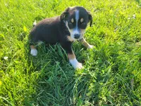 Kim, a female German Shepherd Dog and Labrador Retriever for sale in Inkster, MI – 3 of 4