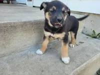 Daisy , a female German Shepherd Dog and Siberian Husky for sale in Inkster, MI – 1 of 4