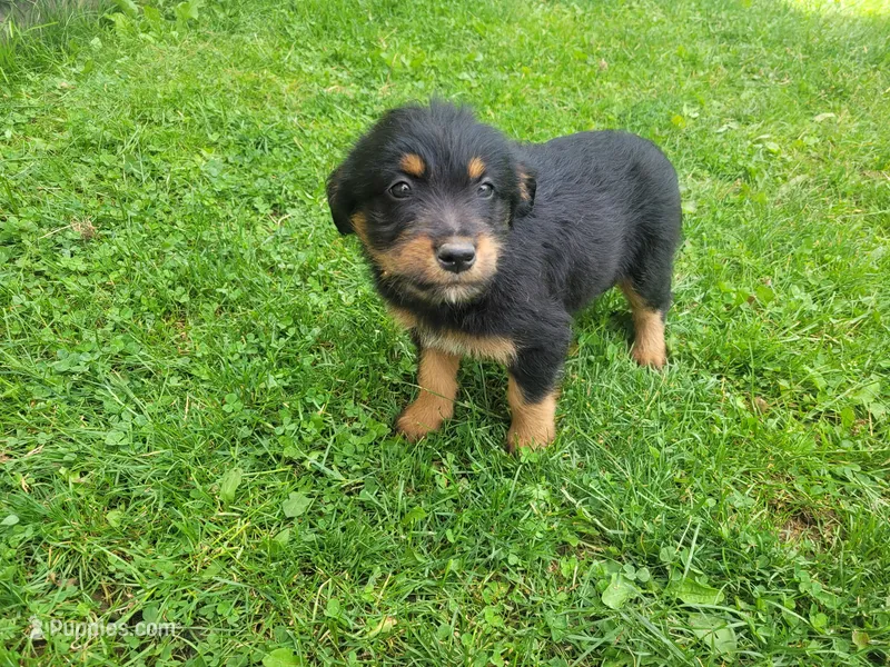 Stacy – Australian Shepherd, Border Collie puppy for sale in Inkster, MI