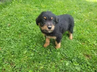 Stacy, a female Australian Shepherd and Border Collie for sale in Inkster, MI – 1 of 4