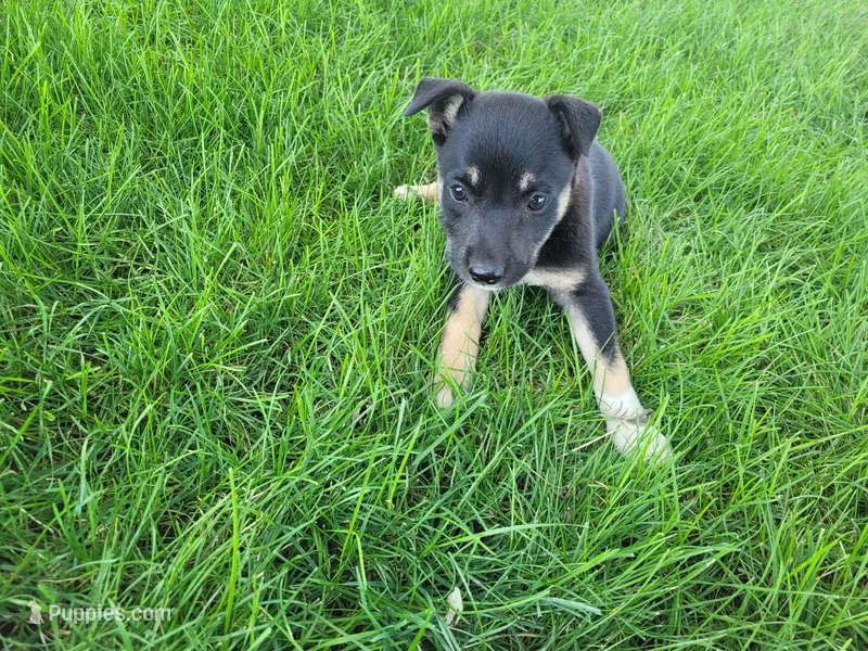 Lady – German Shepherd Dog, Labrador Retriever puppy for sale in Inkster, MI