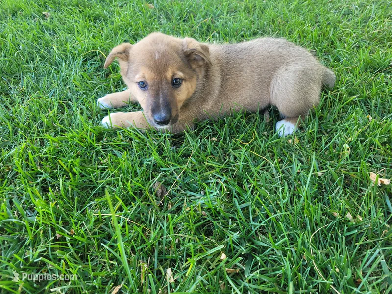 Daisy  – Australian Shepherd, German Shepherd Dog puppy for sale in Inkster, MI