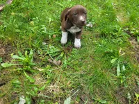 Brown, a male German Shepherd Dog and Labrador Retriever for sale in Inkster, MI – 5 of 5