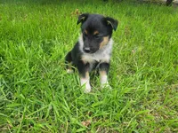 Duke, a male Australian Shepherd and German Shepherd Dog for sale in Inkster, MI – 3 of 4