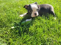 Max , a male Boston Terrier for sale in Inkster, MI – 2 of 4