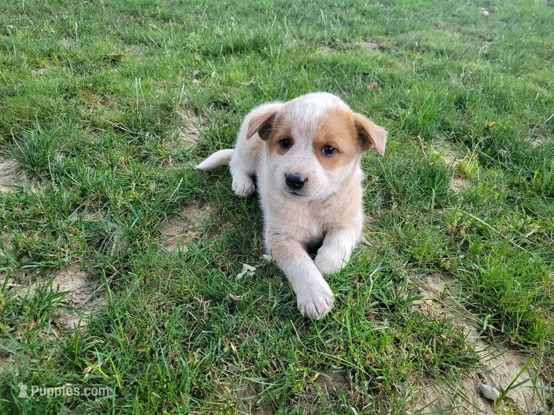 Daisy  – Australian Cattle Dog puppy for sale in Inkster, MI