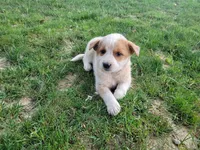 Daisy , a female Australian Cattle Dog for sale in Inkster, MI – 1 of 4