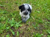John , a male Australian Cattle Dog and Poodle - Miniature  for sale in Inkster, MI – 3 of 4