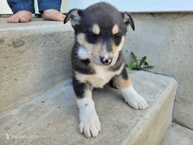 Lady – German Shepherd Dog, Siberian Husky puppy for sale in Inkster, MI