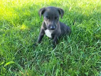 Lulu , a female German Shepherd Dog and Labrador Retriever for sale in Inkster, MI – 3 of 4
