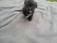 Kim, a female Morkie for sale in Inkster, MI – 4 of 6