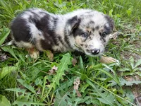 Jack , a male Australian Shepherd and German Shepherd Dog for sale in Inkster, MI – 5 of 5