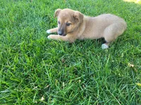 Daisy , a female Australian Shepherd and German Shepherd Dog for sale in Inkster, MI – 2 of 5