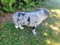 Jackie, a female Australian Shepherd and German Shepherd Dog for sale in Inkster, MI – 3 of 3
