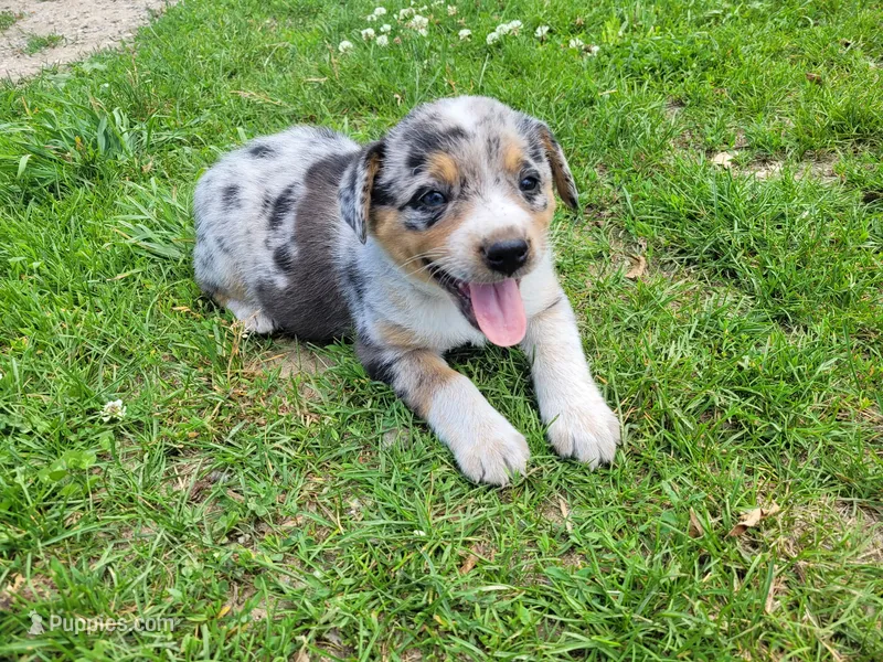 Kim – Australian Shepherd, German Shepherd Dog puppy for sale in Inkster, MI