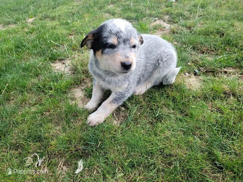 Jack  – Australian Cattle Dog puppy for sale in Inkster, MI