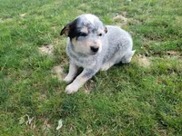 Jack , a male Australian Cattle Dog for sale in Inkster, MI – 1 of 5