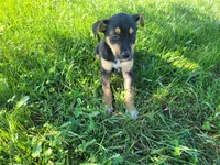 Kim , a female German Shepherd Dog and Labrador Retriever for sale in Inkster, MI – 4 of 4