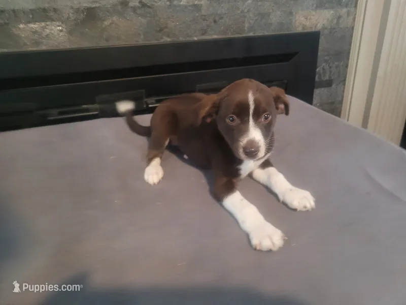 Brown – German Shepherd Dog, Labrador Retriever puppy for sale in Inkster, MI