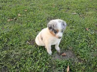 Lady, a female Australian Shepherd and German Shepherd Dog for sale in Inkster, MI – 3 of 3