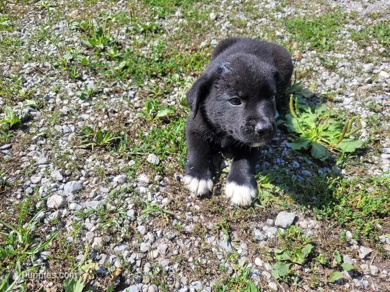 Jackie – Australian Shepherd, Labrador Retriever puppy for sale in Inkster, MI