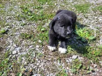 Jackie, a female Australian Shepherd and Labrador Retriever for sale in Inkster, MI – 1 of 4
