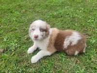 Ram, a male Australian Shepherd for sale in Inkster, MI – 5 of 5