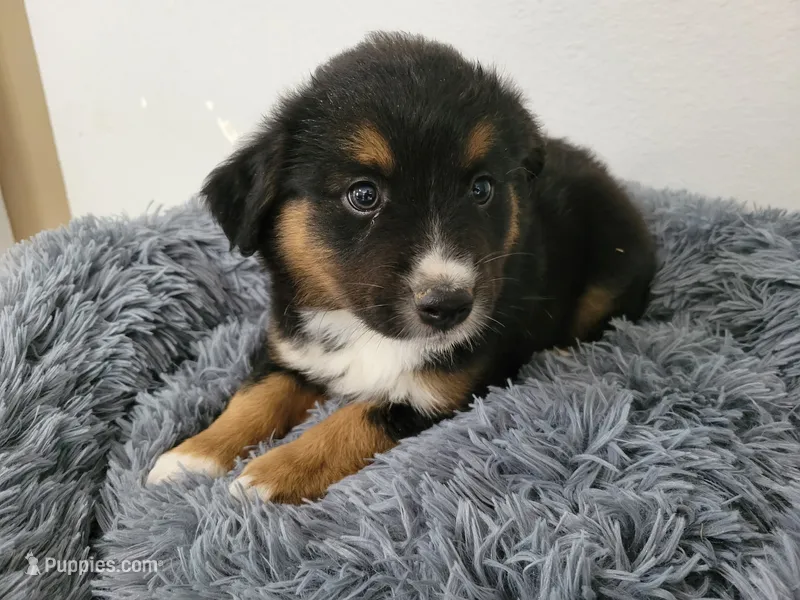 Ram – Australian Shepherd, German Shepherd Dog puppy for sale in Inkster, MI