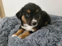 Ram, a male Australian Shepherd and German Shepherd Dog for sale in Inkster, MI – 1 of 4