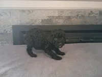 Black , a male Cavapoo for sale in Inkster, MI – 2 of 6
