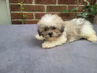 Alex , a male Bichon Frise and Shih Tzu for sale in Inkster, MI – 5 of 5