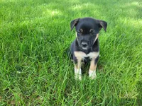 Daisy , a female German Shepherd Dog and Labrador Retriever for sale in Inkster, MI – 3 of 4