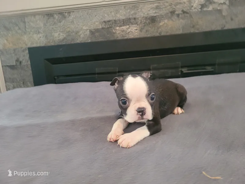 Jack  – Boston Terrier puppy for sale in Inkster, MI