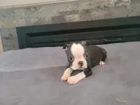 Jack , a male Boston Terrier for sale in Inkster, MI – 1 of 4