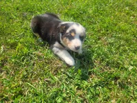 John , a male Australian Shepherd and German Shepherd Dog for sale in Inkster, MI – 4 of 4