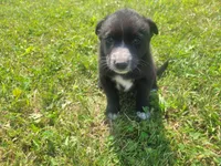 Black , a male Australian Shepherd and German Shepherd Dog for sale in Inkster, MI – 4 of 5