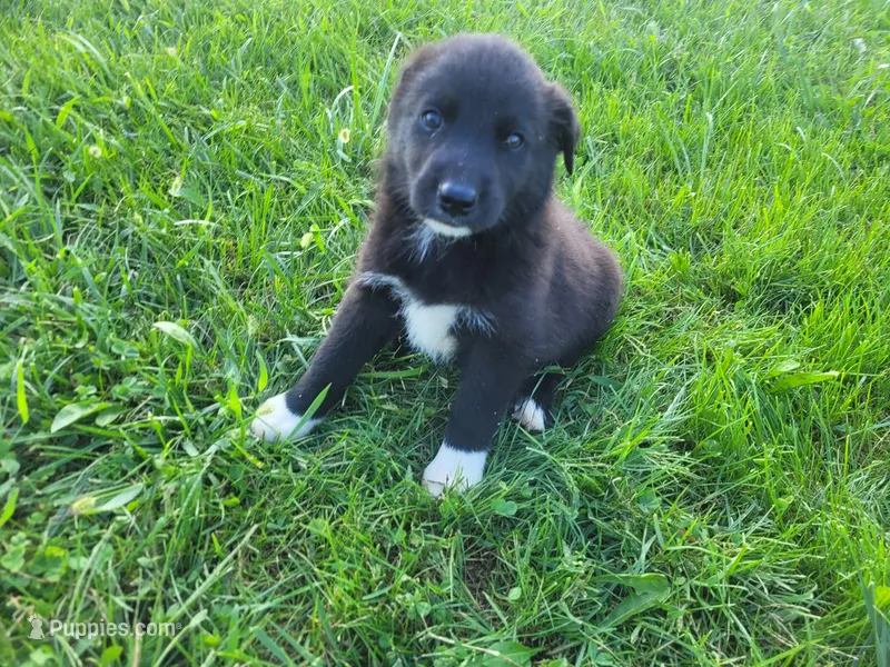 John  – German Shepherd Dog, Labrador Retriever puppy for sale in Inkster, MI