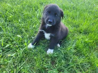 John , a male German Shepherd Dog and Labrador Retriever for sale in Inkster, MI – 1 of 5