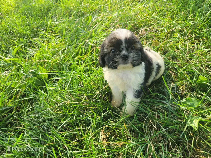 Alex  – Havanese, Shih Tzu puppy for sale in Inkster, MI