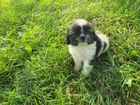 Alex , a male Havanese and Shih Tzu for sale in Inkster, MI – 1 of 5