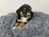 Ram, a male Australian Shepherd and German Shepherd Dog for sale in Inkster, MI – 3 of 4