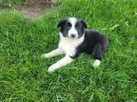 Lady, a female Border Collie for sale in Inkster, MI – 4 of 4