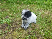 Lulu , a female Australian Cattle Dog and Poodle - Miniature  for sale in Inkster, MI – 4 of 4