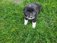 Lulu , a female Border Collie for sale in Inkster, MI – 5 of 5