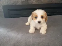 Stacy, a female Cavapoo for sale in Inkster, MI – 2 of 5