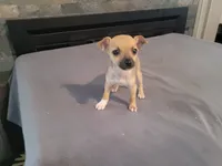 Lulu , a female Jack Russell Terrier for sale in Inkster, MI – 2 of 3